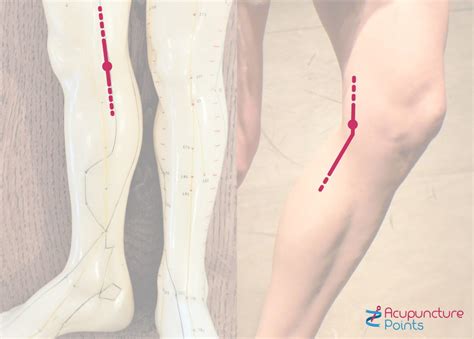 lv 8 acupuncture point|liver blood deficiency acupuncture points.